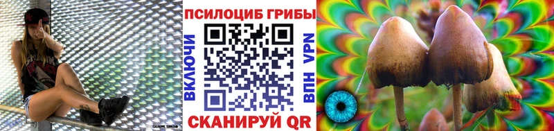 купить   Бородино  МЕГА ссылки  Псилоцибиновые грибы Psilocybine cubensis 